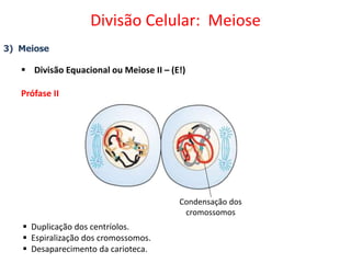 3) Meiose
 Divisão Equacional ou Meiose II – (E!)
Prófase II
 Duplicação dos centríolos.
 Espiralização dos cromossomos.
 Desaparecimento da carioteca.
Condensação dos
cromossomos
Divisão Celular: Meiose
 