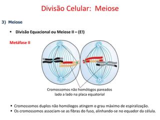 3) Meiose
 Divisão Equacional ou Meiose II – (E!)
Metáfase II
 Cromossomos duplos não homólogos atingem o grau máximo de espiralização.
 Os cromossomos associam-se as fibras do fuso, alinhando-se no equador da célula.
Cromossomos não homólogos pareados
lado a lado na placa equatorial
Divisão Celular: Meiose
 