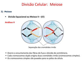 3) Meiose
 Divisão Equacional ou Meiose II – (E!)
Anáfase II
 Ocorre o encurtamento das fibras do fuso e divisão do centrômero.
 Cada cromossomos duplo origina duas cromátides irmãs (cromossomos simples).
 Os cromossomos simples são puxados para os pólos da célula.
Separação das cromátides irmãs
Divisão Celular: Meiose
 
