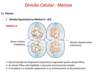 3) Meiose
 Divisão Equacional ou Meiose II – (E!)
Telófase II
 Ocorre divisão do citoplasma (citocinese) originando quatro células filhas.
 As células filhas são haplóides e possuem cromossomos simples.
 A carioteca e o nucléolo reaparecem e os cromossomos se descondensam.
Novos núcleos
(haplóides)
Divisão citoplasmática
(citocinese)
Divisão Celular: Meiose
 