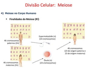 4) Meiose no Corpo Humano
 Finalidades da Meiose (R!)
46 cromossomos
paternos (2n)
46 cromossomos
maternos (2n)
Espermatozóide (n)
(23 cromossomos)
Óvulo (n)
(23 cromossomos)
46 cromossomos
(23 de origem paterna e
23 de origem materna)
Divisão Celular: Meiose
 
