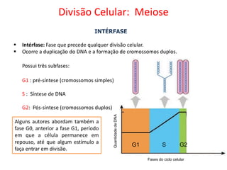 INTÉRFASE
 Intérfase: Fase que precede qualquer divisão celular.
 Ocorre a duplicação do DNA e a formação de cromossomos duplos.
Possui três subfases:
G1 : pré-síntese (cromossomos simples)
S : Síntese de DNA
G2: Pós-síntese (cromossomos duplos)
Quantidade
de
DNA
Fases do ciclo celular
G1 S G2
Alguns autores abordam também a
fase G0, anterior a fase G1, período
em que a célula permanece em
repouso, até que algum estímulo a
faça entrar em divisão.
Divisão Celular: Meiose
 