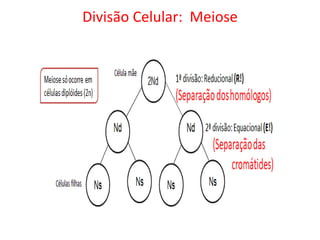 Célula mãe
Divisão Celular: Meiose
 