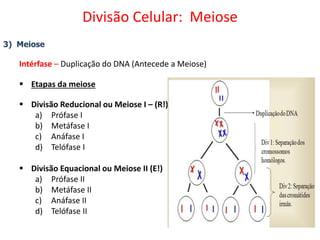 3) Meiose
Intérfase – Duplicação do DNA (Antecede a Meiose)
 Etapas da meiose
 Divisão Reducional ou Meiose I – (R!)
a) Prófase I
b) Metáfase I
c) Anáfase I
d) Telófase I
 Divisão Equacional ou Meiose II (E!)
a) Prófase II
b) Metáfase II
c) Anáfase II
d) Telófase II
Divisão Celular: Meiose
 