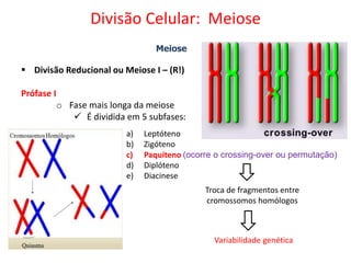 Meiose
 Divisão Reducional ou Meiose I – (R!)
Prófase I
o Fase mais longa da meiose
 É dividida em 5 subfases:
a) Leptóteno
b) Zigóteno
c) Paquíteno (ocorre o crossing-over ou permutação)
d) Diplóteno
e) Diacinese
Troca de fragmentos entre
cromossomos homólogos
Variabilidade genética
Divisão Celular: Meiose
 