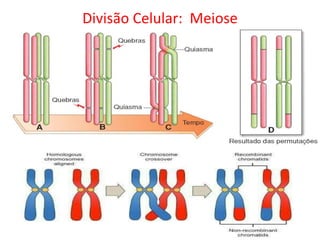 Divisão Celular: Meiose
 