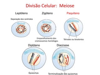 Leptóteno
Separação dos centríolos
Zigóteno
Emparelhamento dos
cromossomos homólogos
Tétrades ou bivalentes
Paquíteno
Quiasmas
Diplóteno
Terminalização dos quiasmas
Diacinese
Divisão Celular: Meiose
 