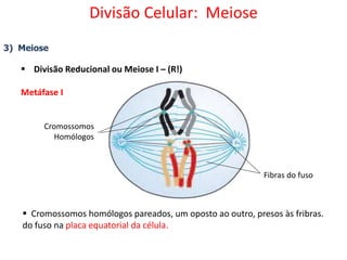 3) Meiose
 Divisão Reducional ou Meiose I – (R!)
Metáfase I
Cromossomos
Homólogos
Fibras do fuso
 Cromossomos homólogos pareados, um oposto ao outro, presos às fribras.
do fuso na placa equatorial da célula.
Divisão Celular: Meiose
 