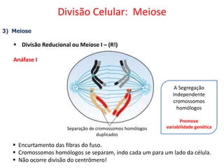 3) Meiose
 Divisão Reducional ou Meiose I – (R!)
Anáfase I
 Encurtamento das fibras do fuso.
 Cromossomos homólogos se separam, indo cada um para um lado da célula.
 Não ocorre divisão do centrômero!
Separação de cromossomos homólogos
duplicados
A Segregação
Independente
cromossomos
homólogos
Promove
variabilidade genética
Divisão Celular: Meiose
 