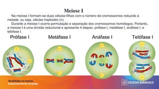 Entendendo a Meiose: Processo, Etapas e Variabilidade Genética | PPTX