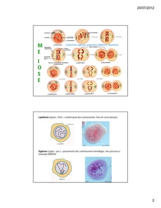20/07/2012
2
M
E
I
O
S
E
(Leptóteno,zigóteno, paquíteno,diplóteno, diacinese)
Leptóteno(leptós= fino) – condensação dos cromossomos. Fase de curta duração.
Zigóteno (zýgós = par ) – pareamento dos cromossomos homólogos, este processo é
chamado SINAPSE.
 