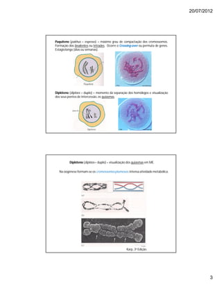 20/07/2012
3
Paquíteno (pakhus – espesso) – máximo grau de compactação dos cromossomos.
Formação dos bivalentes ou tétrades. Ocorre o Crossing-over ou permuta de genes.
Estágiolongo (dias ou semanas).
Diplóteno (diplóos = duplo) – momento da separação dos homólogos e visualização
dos seus pontos de intercessão, os quiasmas.
Diplóteno (diplóos= duplo) – visualização dos quiasmas em ME.
Karp, 3a Edição.
Na oogênese formam-se os cromossomosplumosos:intensa atividade metabólica.
 