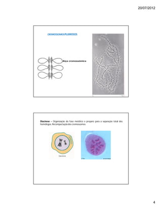 20/07/2012
4
CROMOSSOMOSPLUMOSOS
Diacinese – Organização do fuso meiótico e preparo para a separação total dos
homólogos.Recompactaçãodos cromossomos
 