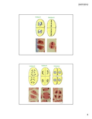 20/07/2012
6
Prófase II MetáfaseII
Anáfase II TelófaseII Citocinese
 