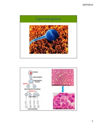 20/07/2012
7
Espermatogênese
 