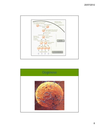 20/07/2012
8
Oogênese
 