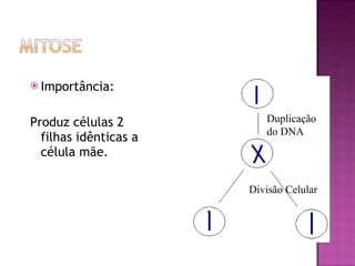 Importância: Produz células 2 filhas idênticas a célula mãe. Duplicação do DNA Divisão Celular 