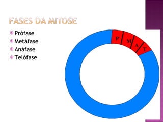 Prófase Metáfase Anáfase Telófase P M A T 