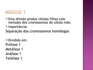 Esta divisão produz células filhas com metades dos cromossomos da célula mãe. Importância: Separação dos cromossomos homólogos Dividido em: Prófase 1 Metáfase 1 Anáfase 1 Telófase 1 