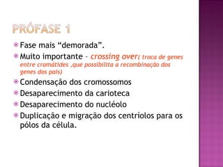 Fase mais “demorada”. Muito importante –  crossing over ( troca de genes entre cromátides ,que possibilita a recombinação dos genes dos pais) Condensação dos cromossomos Desaparecimento da carioteca Desaparecimento do nucléolo Duplicação e migração dos centríolos para os pólos da célula. 