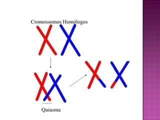 Quiasma Cromossomos Homólogos 