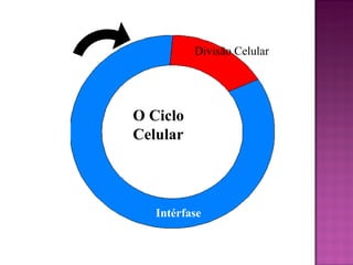 Divisão Celular Intérfase O Ciclo Celular 