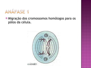 Migração dos cromossomos homólogos para os pólos da célula. 