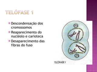 Descondensação dos cromossomos Reaparecimento do nucléolo e carioteca Desaparecimento das fibras do fuso 
