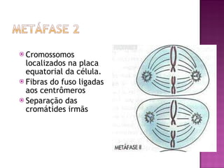 Cromossomos localizados na placa equatorial da célula. Fibras do fuso ligadas aos centrômeros Separação das cromátides irmãs 