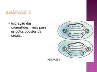 Migração das cromátides irmãs para os pólos opostos da célula. 