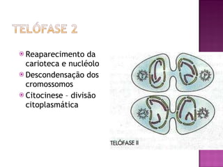 Reaparecimento da carioteca e nucléolo Descondensação dos cromossomos Citocinese – divisão citoplasmática 