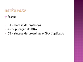 Fases: G1 – síntese de proteínas S – duplicação do DNA G2 – síntese de proteínas e DNA duplicado 