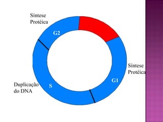G1 S G2 Síntese Protéica Duplicação do DNA Síntese Protéica 