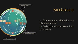 METÁFASE II
• Cromossomos alinhados na
placa equatorial
• Cada cromossomo com duas
cromátides
Spindle Fibers
Centrosome
Metaphase Plate
 