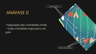 ANÁFASE II
• Separação das cromátides-irmãs
• Cada cromátide migra para um
polo
Sister Chromatids
Spindle Fibers
 
