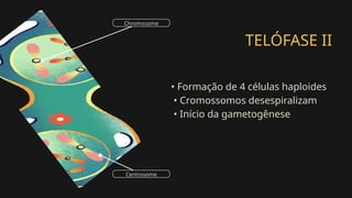 TELÓFASE II
• Formação de 4 células haploides
• Cromossomos desespiralizam
• Início da gametogênese
Chromosome
Centrosome
 