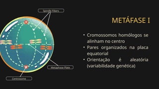 METÁFASE I
• Cromossomos homólogos se
alinham no centro
• Pares organizados na placa
equatorial
• Orientação é aleatória
(variabilidade genética)
Spindle Fibers
Centrosome
Metaphase Plate
 