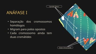 ANÁFASE I
• Separação dos cromossomos
homólogos
• Migram para polos opostos
• Cada cromossomo ainda tem
duas cromátides
Sister Chromatids
Spindle Fibers
 