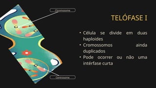 TELÓFASE I
• Célula se divide em duas
haploides
• Cromossomos ainda
duplicados
• Pode ocorrer ou não uma
intérfase curta
Chromosome
Centrosome
 