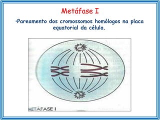 Metáfase I
•Pareamento dos cromossomos homólogos na placa
             equatorial da célula.
 