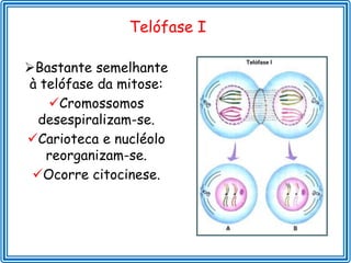 Telófase I

Bastante semelhante
à telófase da mitose:
   Cromossomos
  desespiralizam-se.
Carioteca e nucléolo
   reorganizam-se.
 Ocorre citocinese.
 