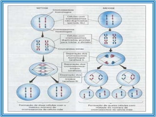 Aula de Revisão de Meiose