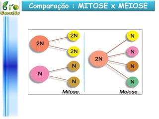 Comparação : MITOSE x MEIOSE
 