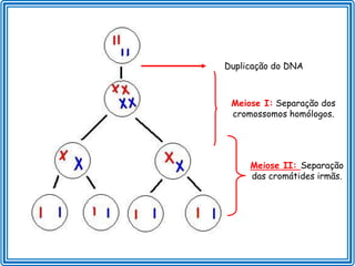 Duplicação do DNA



 Meiose I: Separação dos
 cromossomos homólogos.




     Meiose II: Separação
     das cromátides irmãs.
 