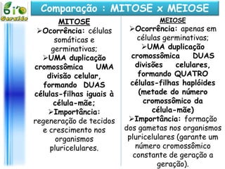 Mitose: o que é, fases, importância, mitose x meiose