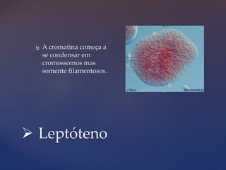  Leptóteno
 A cromatina começa a
se condensar em
cromossomos mas
somente filamentosos.
 
