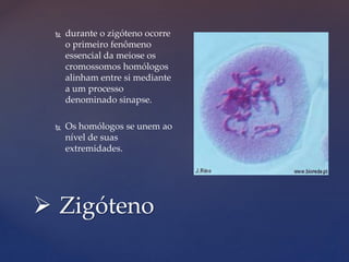  Zigóteno
 durante o zigóteno ocorre
o primeiro fenômeno
essencial da meiose os
cromossomos homólogos
alinham entre si mediante
a um processo
denominado sinapse.
 Os homólogos se unem ao
nível de suas
extremidades.
 