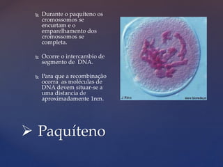  Paquíteno
 Durante o paquíteno os
cromossomos se
encurtam e o
emparelhamento dos
cromossomos se
completa.
 Ocorre o intercambio de
segmento de DNA.
 Para que a recombinação
ocorra as moléculas de
DNA devem situar-se a
uma distancia de
aproximadamente 1nm.
 