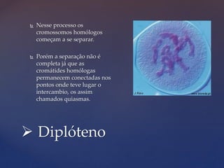  Diplóteno
 Nesse processo os
cromossomos homólogos
começam a se separar.
 Porém a separação não é
completa já que as
cromátides homólogas
permanecem conectadas nos
pontos onde teve lugar o
intercambio, os assim
chamados quiasmas.
 