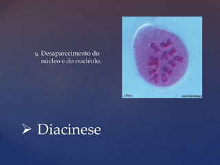  Diacinese
 Desaparecimento do
núcleo e do nucléolo.
 